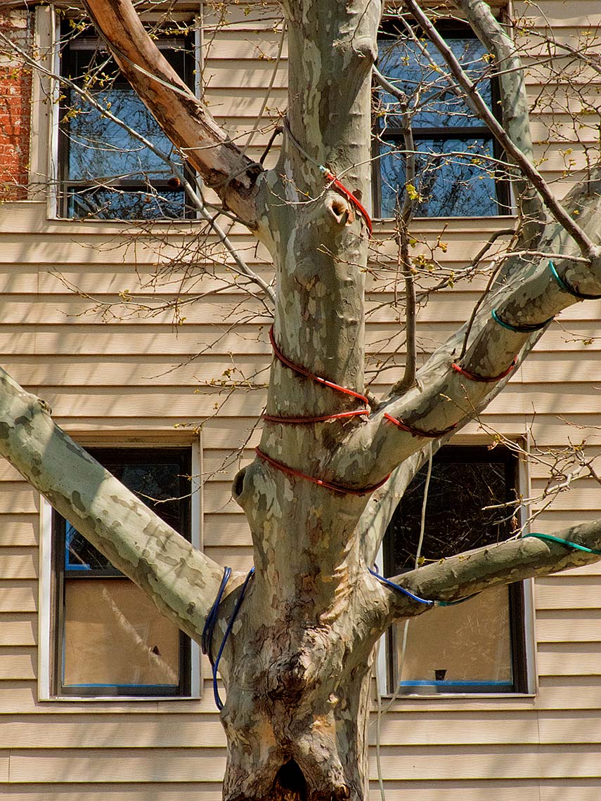 Robert A. Ripps • NYC based Portrait, Lifestyle & Editorial Photographer • Urban Trees